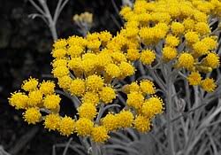Image result for Helichrysum subulifolium