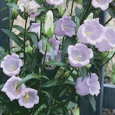 Image result for Campanula medium
