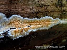 Attēlu rezultāti vaicājumam “Leucogyrophana mollusca”