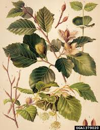 Attēlu rezultāti vaicājumam “Fagus sylvatica male flower”