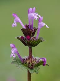 Attēlu rezultāti vaicājumam “Lamium purpureum flower”