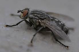 Attēlu rezultāti vaicājumam “Sarcophaga carnaria”