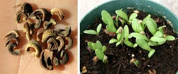 Attēlu rezultāti vaicājumam “Calendula officinalis leaf”