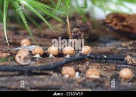 Attēlu rezultāti vaicājumam “Diderma radiatum”