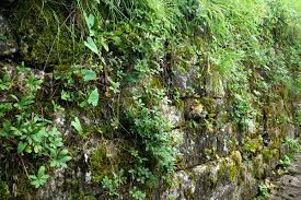 Attēlu rezultāti vaicājumam “Homalothecium sericeum”