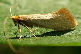 Attēlu rezultāti vaicājumam “Nematopogon sp.”