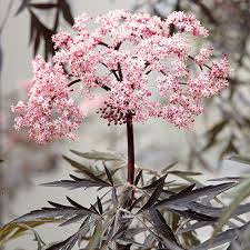Attēlu rezultāti vaicājumam “Sambucus nigra flower”