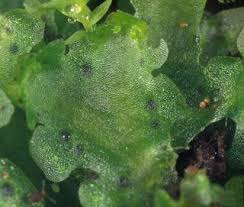 Attēlu rezultāti vaicājumam “Blasia pusilla sporophyte”