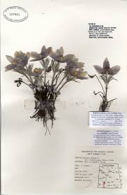 Attēlu rezultāti vaicājumam “Pulsatilla patens fruit”