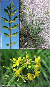 Attēlu rezultāti vaicājumam “Rorippa sylvestris leaf”