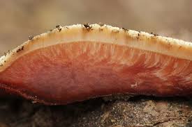 Attēlu rezultāti vaicājumam “Fistulina hepatica”