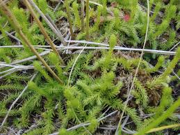 Attēlu rezultāti vaicājumam “Lycopodiella inundata”