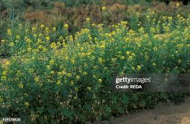 Attēlu rezultāti vaicājumam “Sinapis alba”