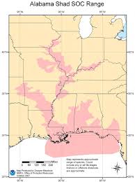 Image result for Alosa alabamae