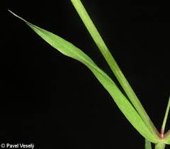 Attēlu rezultāti vaicājumam “Stellaria holostea fruit”