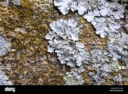 Attēlu rezultāti vaicājumam “Parmelina tiliacea”