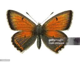 Attēlu rezultāti vaicājumam “Lycaena hippothoe male”