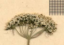 Attēlu rezultāti vaicājumam “Conioselinum tataricum”