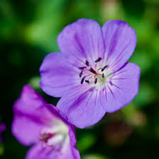 Image result for Geranium `Purple Haze`