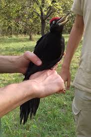 Attēlu rezultāti vaicājumam “Dryocopus martius”