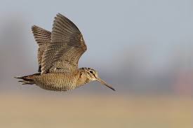 Attēlu rezultāti vaicājumam “Scolopax rusticola”
