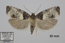 Attēlu rezultāti vaicājumam “Notocelia roborana”