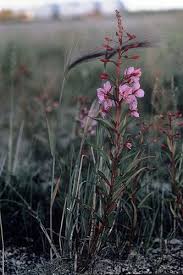 Attēlu rezultāti vaicājumam “Epilobium roseum flower”