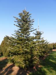 Attēlu rezultāti vaicājumam “Abies veitchii”