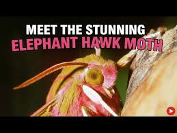 Attēlu rezultāti vaicājumam “Deilephila elpenor”