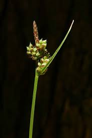Attēlu rezultāti vaicājumam “Carex caryophyllea fruit”