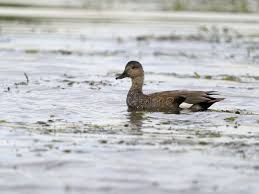 Attēlu rezultāti vaicājumam “Anas strepera”