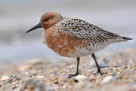 Attēlu rezultāti vaicājumam “Calidris canutus adult”