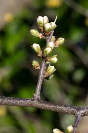 Attēlu rezultāti vaicājumam “Prunus spinosa”
