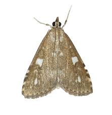 Attēlu rezultāti vaicājumam “Udea olivalis”