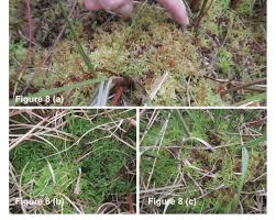 Attēlu rezultāti vaicājumam “Sphagnum angustifolium sporophyte”