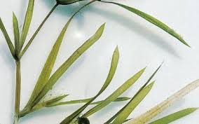 Attēlu rezultāti vaicājumam “Potamogeton compressus”