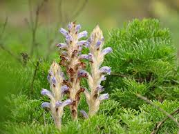 Attēlu rezultāti vaicājumam “Orobanche coerulescens flower”