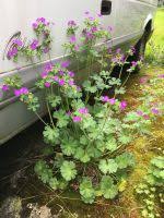 Attēlu rezultāti vaicājumam “Geranium pyrenaicum leaf”