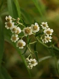 Image result for Achillea Ptarmica