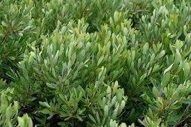 Attēlu rezultāti vaicājumam “Myrica gale leaf”