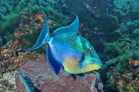 Image result for Balistes vetula