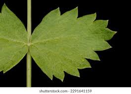 Attēlu rezultāti vaicājumam “Pimpinella saxifraga leaf”