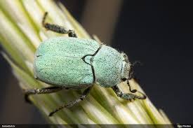 Attēlu rezultāti vaicājumam “Hoplia parvula”