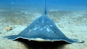 Image result for Rhynchobatus australiae