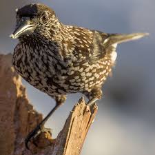 Attēlu rezultāti vaicājumam “Nucifraga caryocatactes adult”