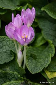 Attēlu rezultāti vaicājumam “Colchicum szovitsii subsp. szovitsii flower”