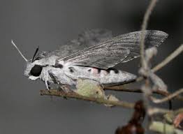 Attēlu rezultāti vaicājumam “Agrius convolvuli”