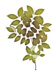 Attēlu rezultāti vaicājumam “Gymnocladus dioicus leaf”