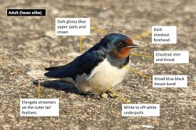 Attēlu rezultāti vaicājumam “Hirundo rustica adult”