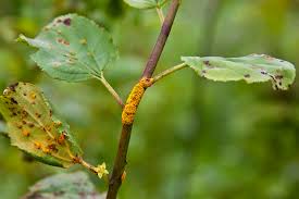 Attēlu rezultāti vaicājumam “Puccinia agrostidis”